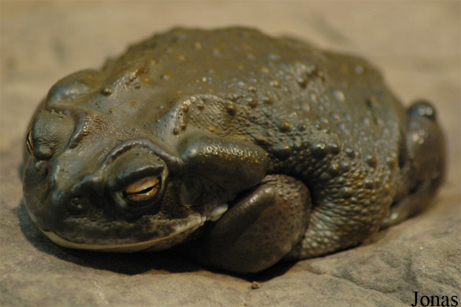 Incilius alvarius