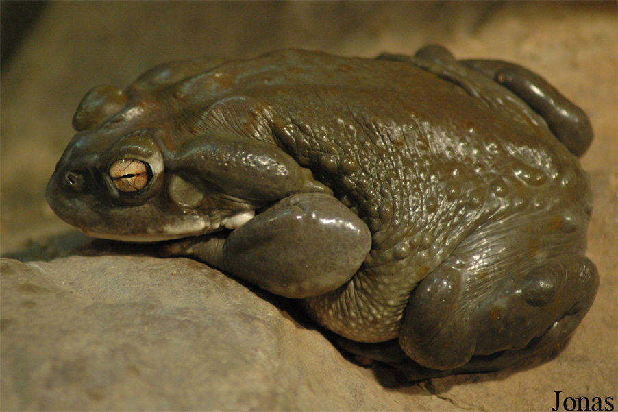 Incilius alvarius
