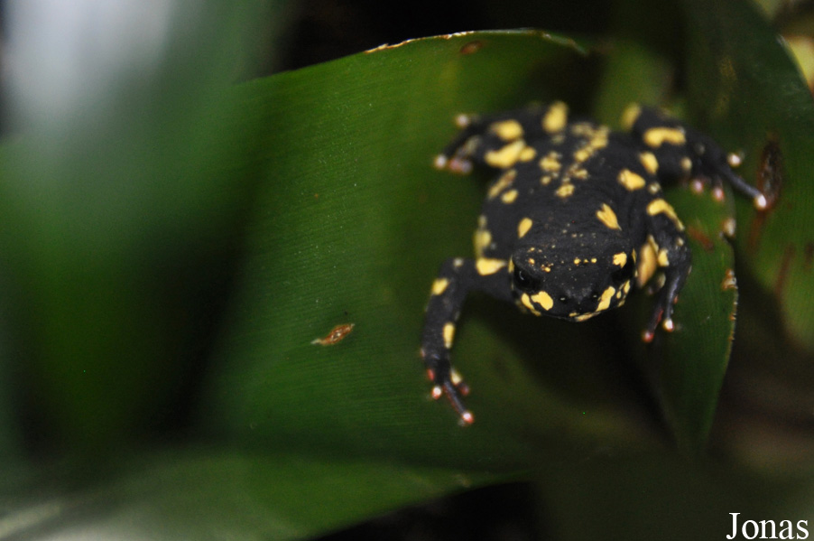 Melanophryniscus stelzneri
