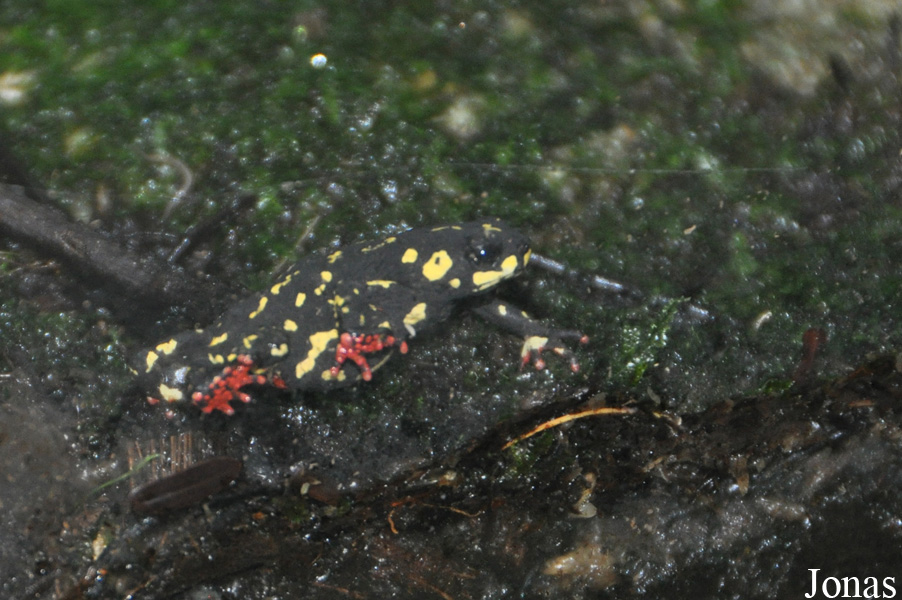 Melanophryniscus stelzneri