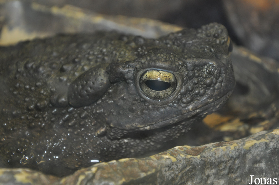 Phrynoidis asper