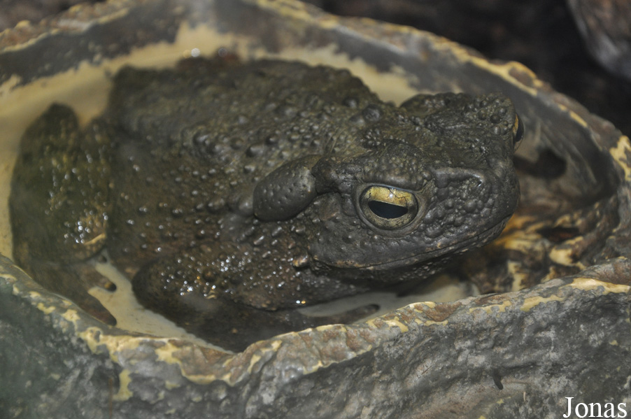 Phrynoidis asper