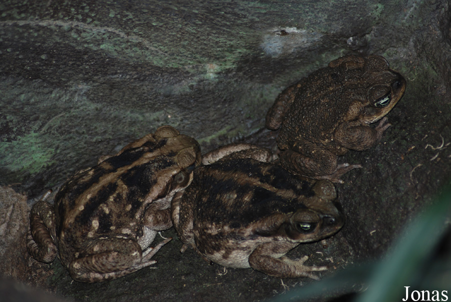 Rhinella marina