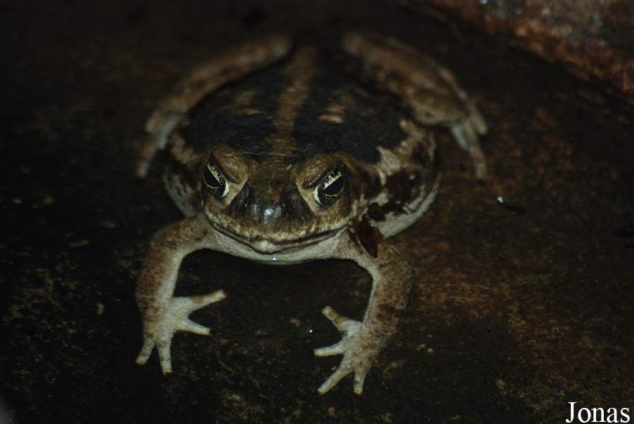 Rhinella marina