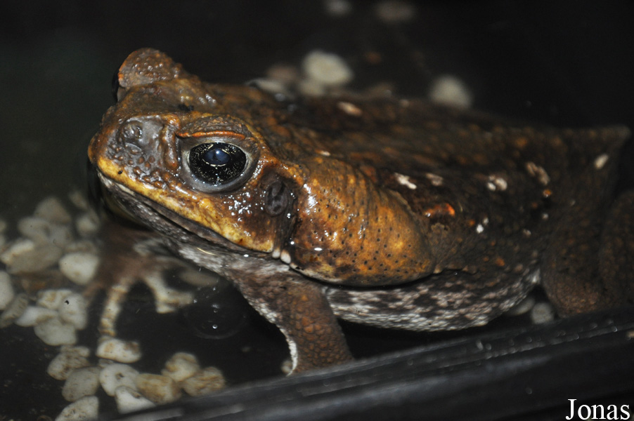 Rhinella marina