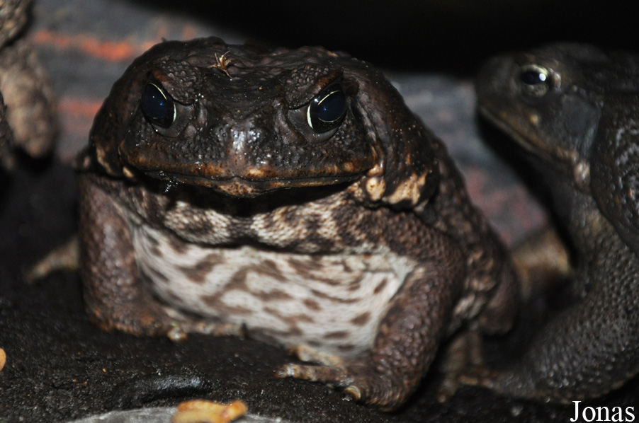 Rhinella marina