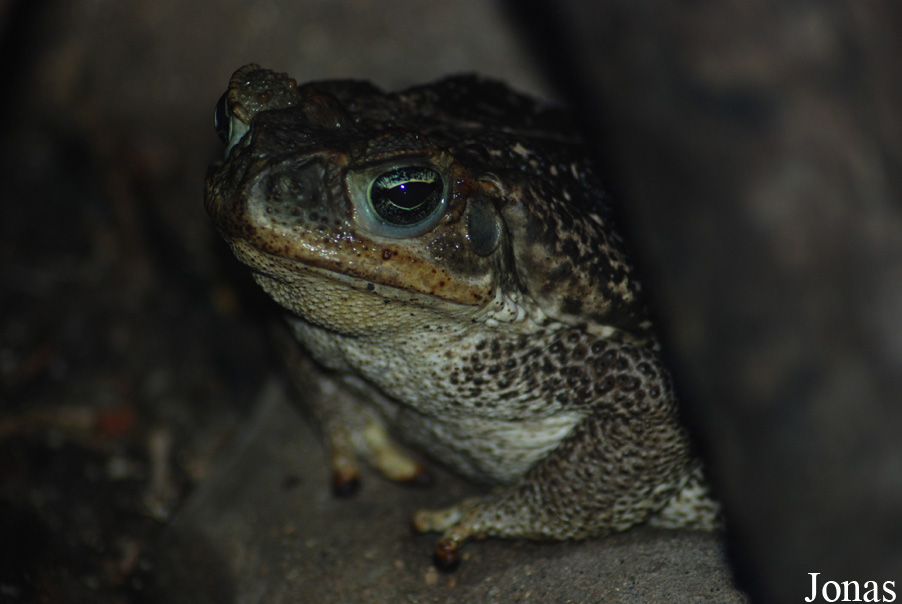 Rhinella schneideri
