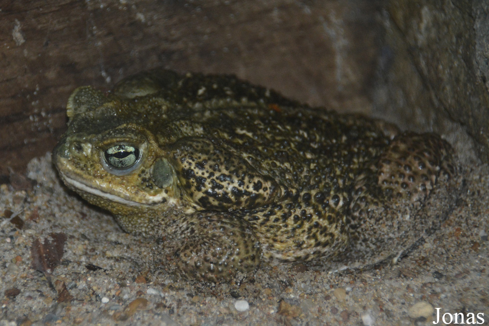 Rhinella schneideri