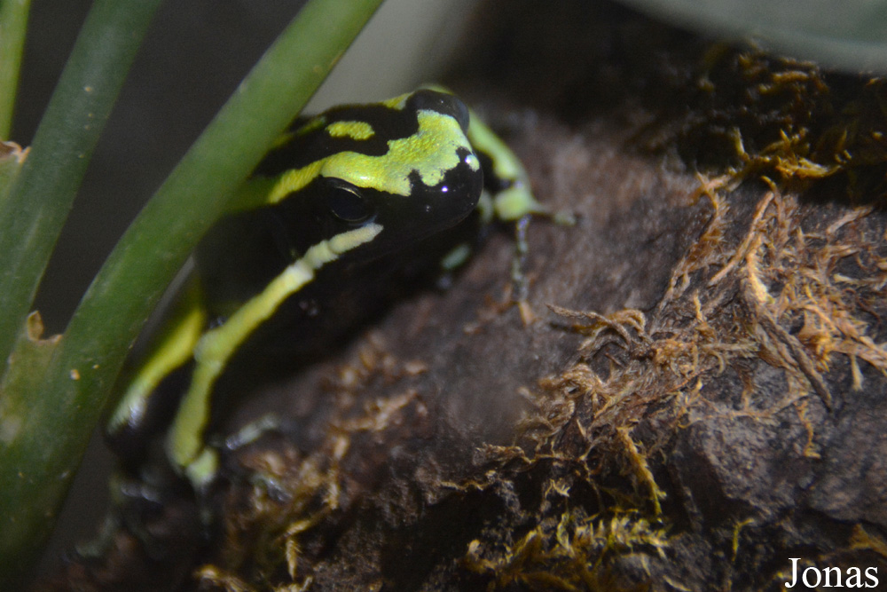 Ameerega trivittata