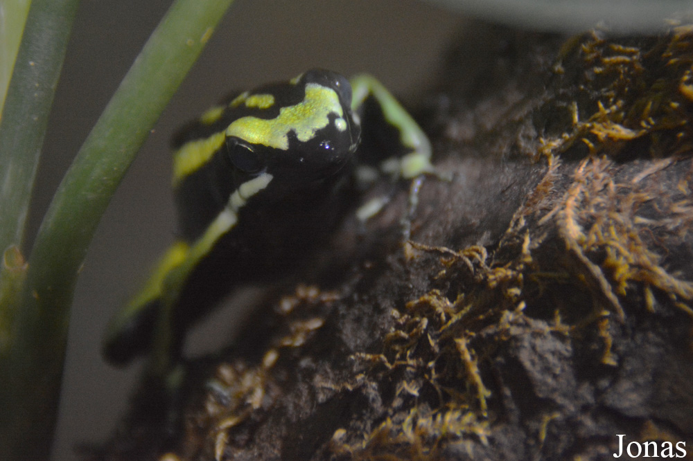Ameerega trivittata