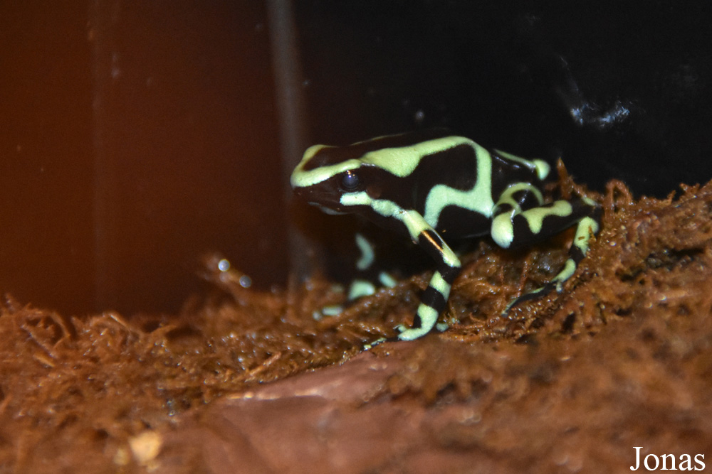 Dendrobates auratus