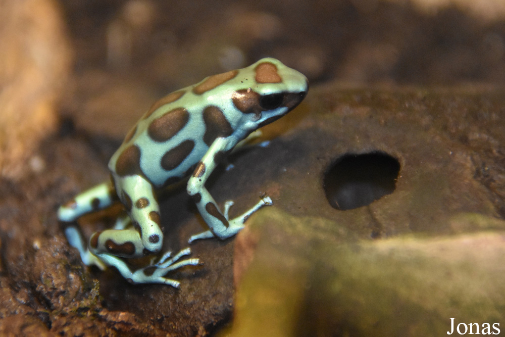 Dendrobates auratus