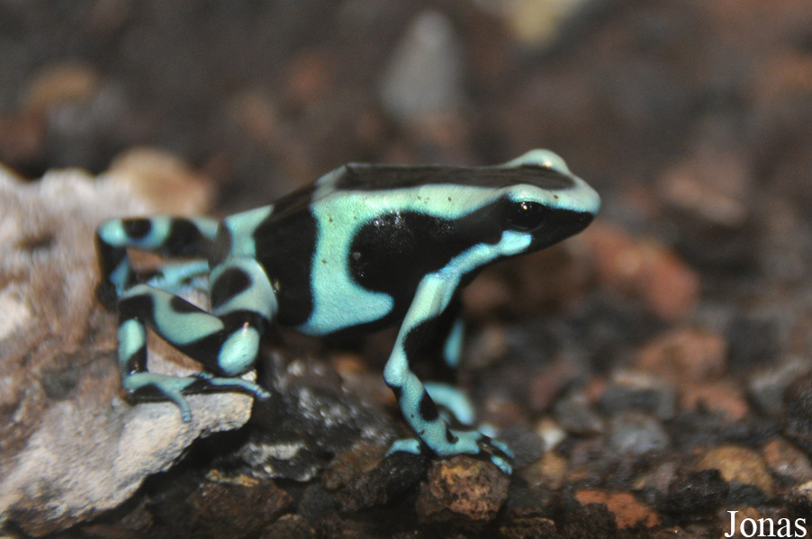 Dendrobates auratus