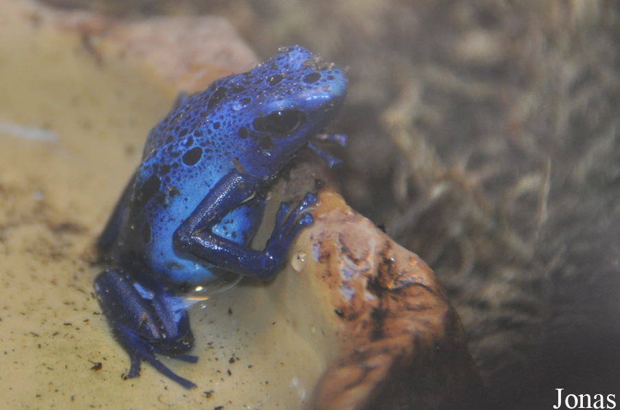 Dendrobates azureus