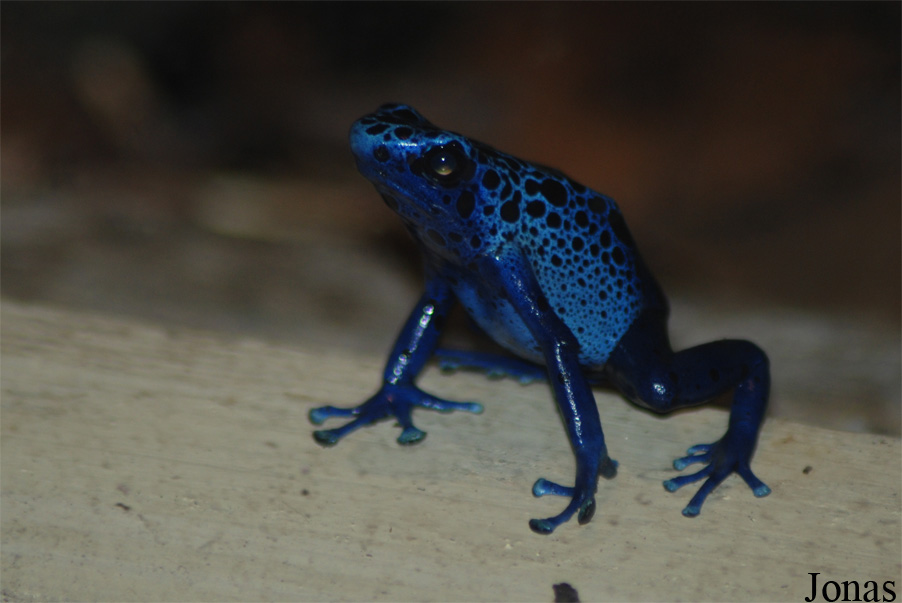 Dendrobates azureus