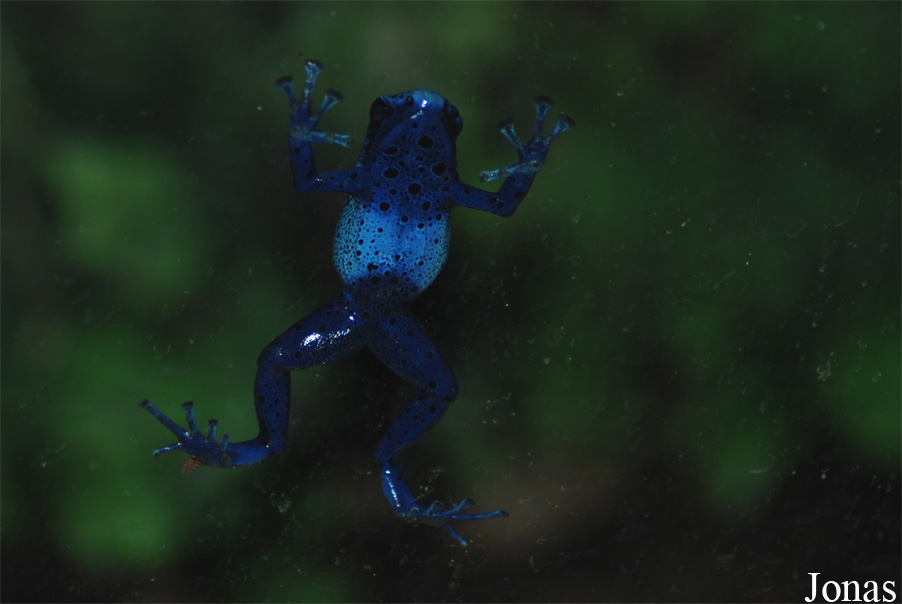 Dendrobates azureus
