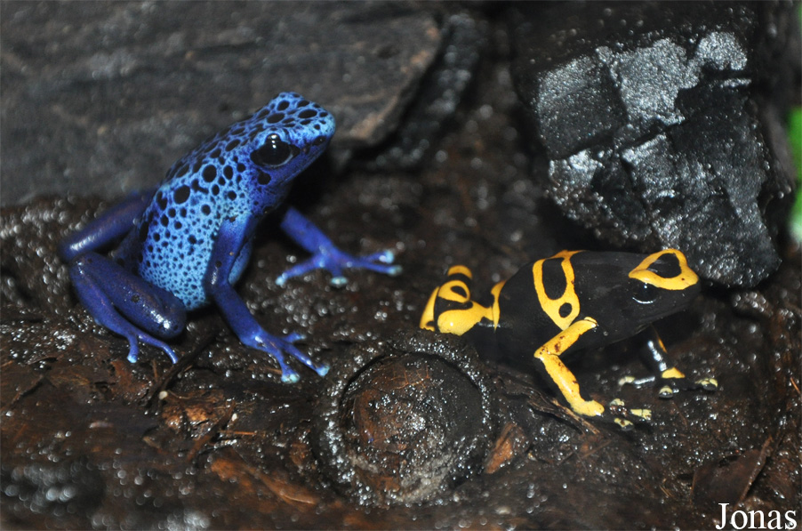 Dendrobates leucomelas