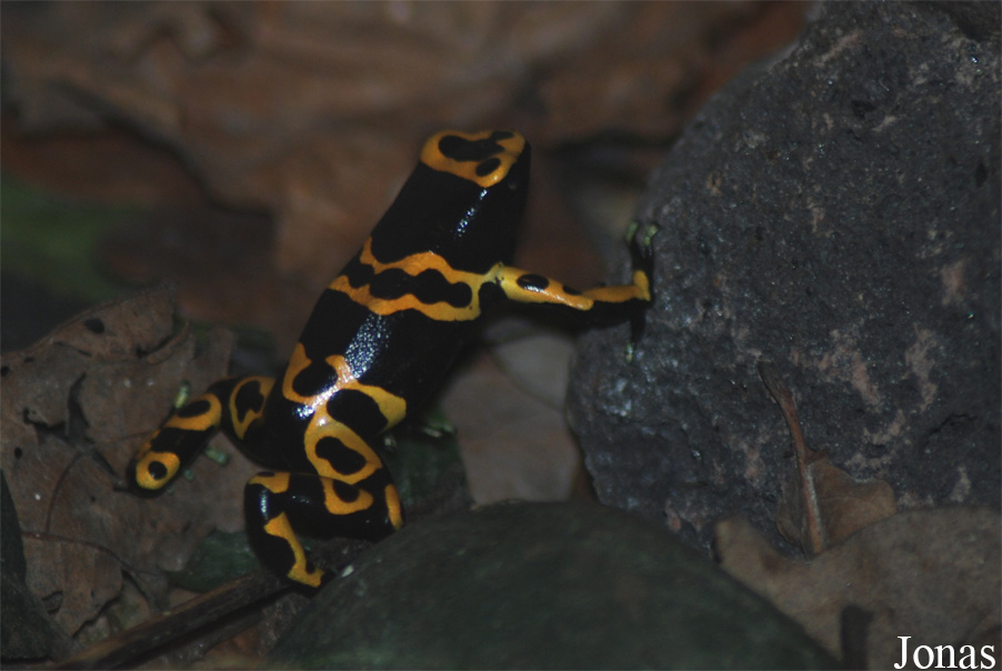 Dendrobates leucomelas