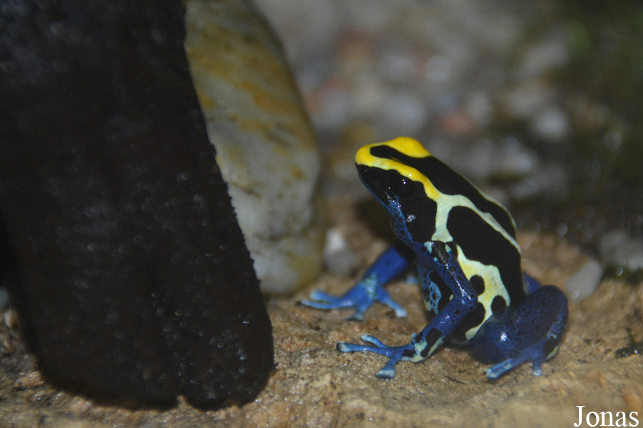 Dendrobates tinctorius
