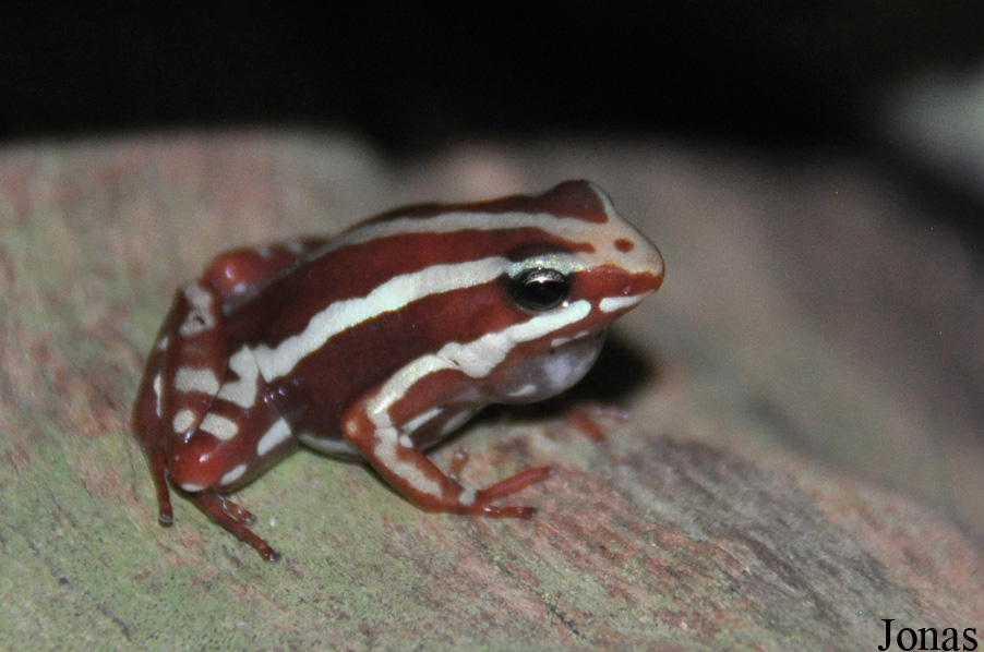Epipedobates anthonyi