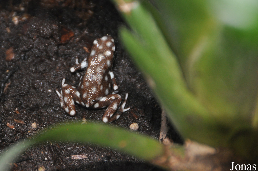 Excidobates mysteriosus