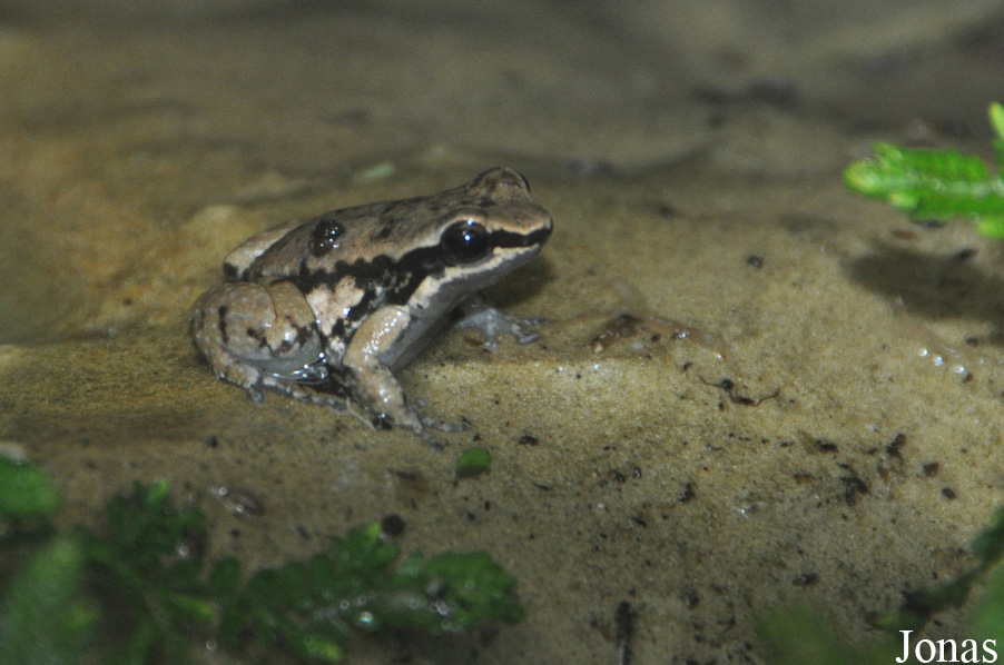 Mannophryne trinitatis