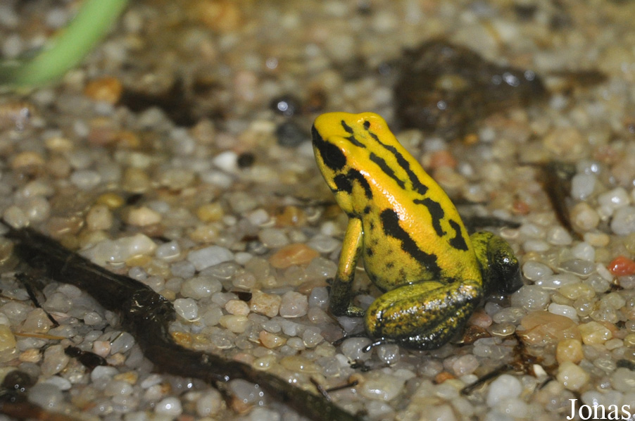 Phyllobates terribilis