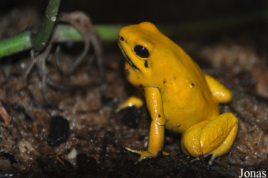 Phyllobates terribilis