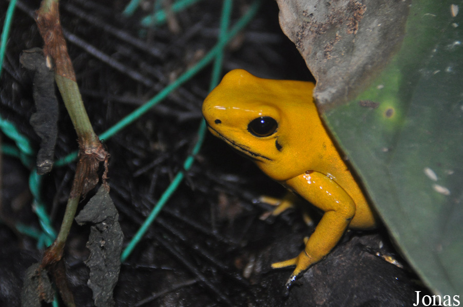 Phyllobates terribilis