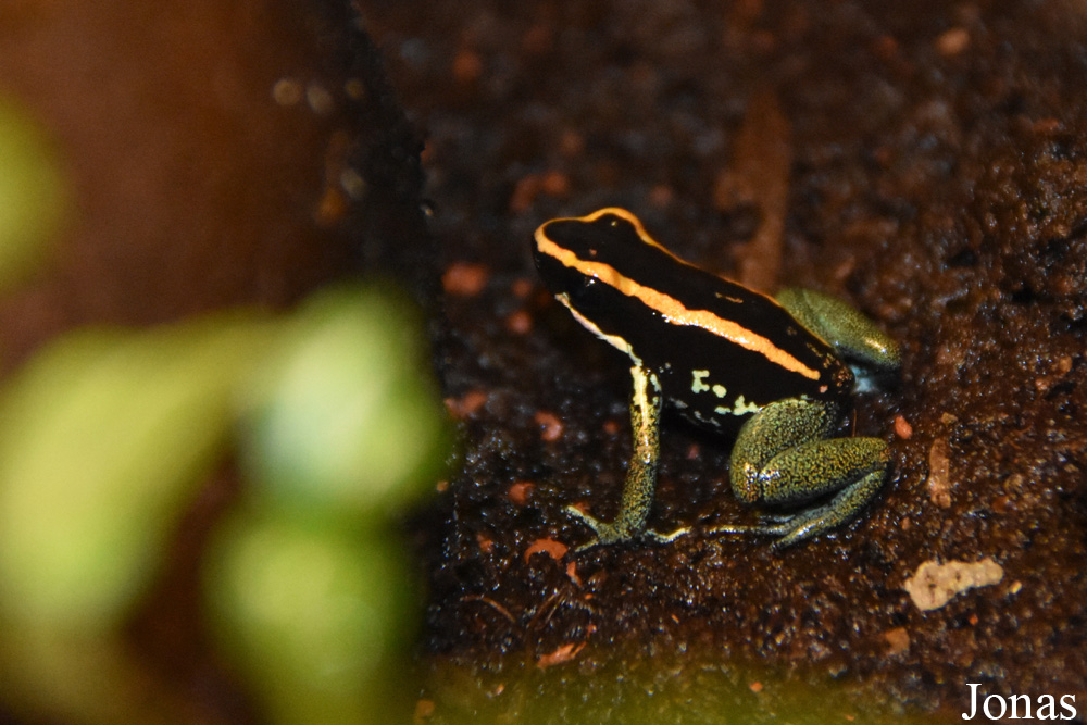 Phyllobates vittatus