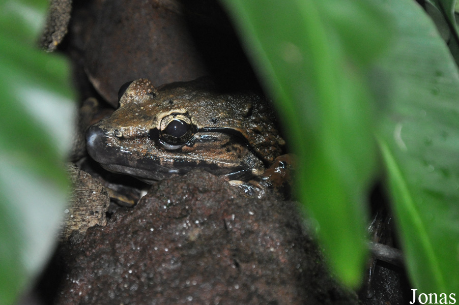Limnonectes blythii