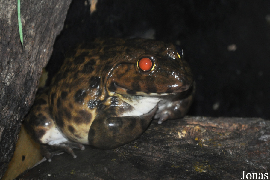 Limnonectes sp.