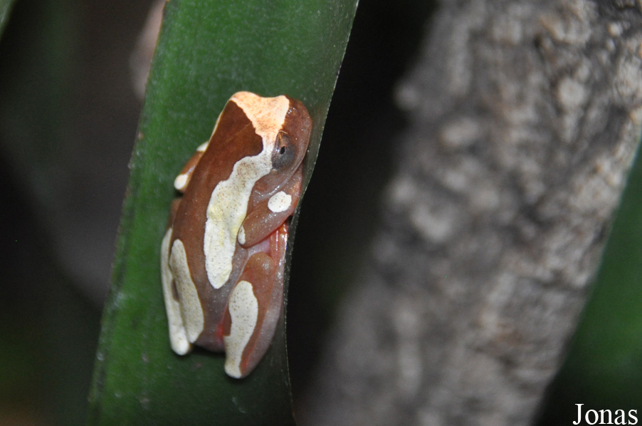 Dendropsophus leucophyllatus