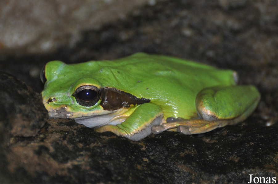Smilisca phaeota