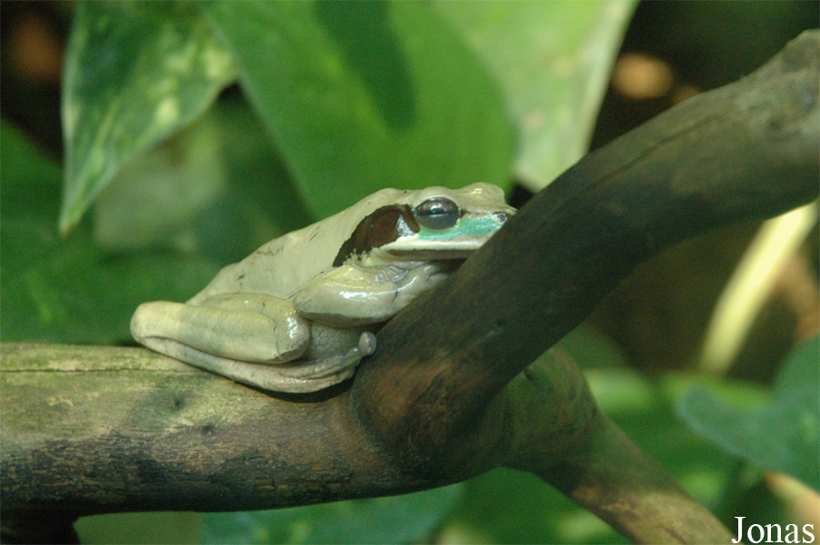 Smilisca phaeota
