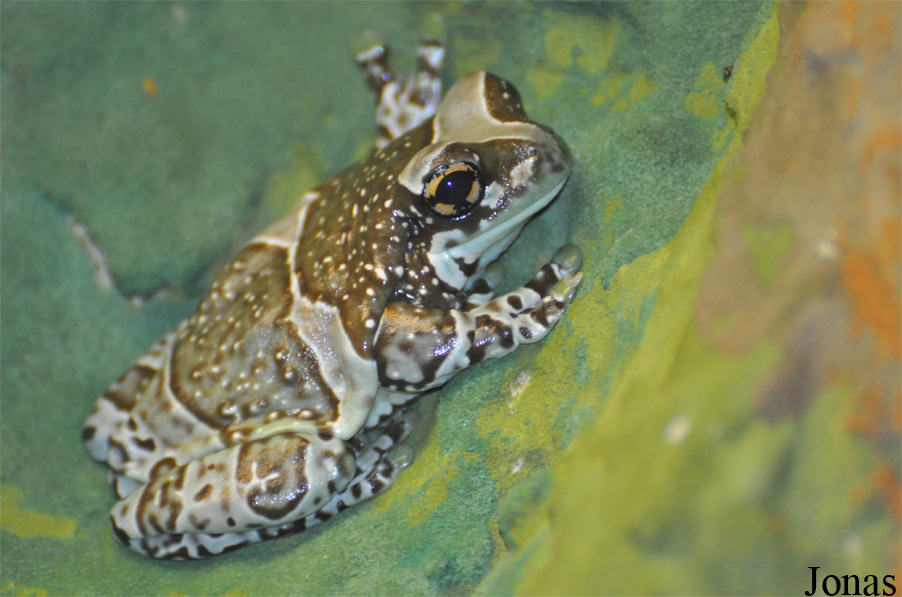 Trachycephalus resinifictrix