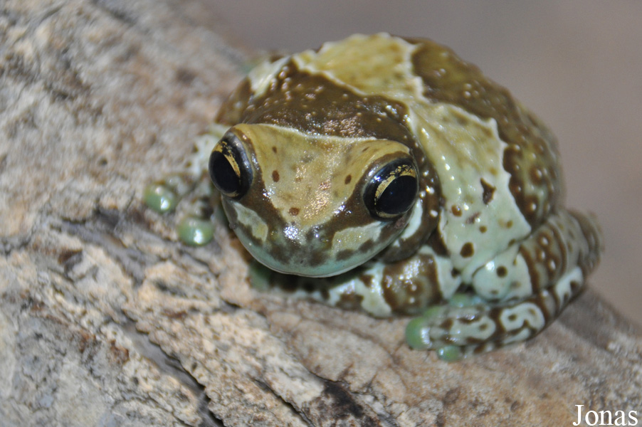 Trachycephalus resinifictrix