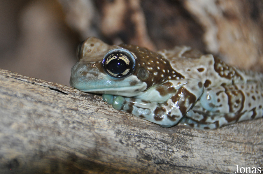 Trachycephalus resinifictrix