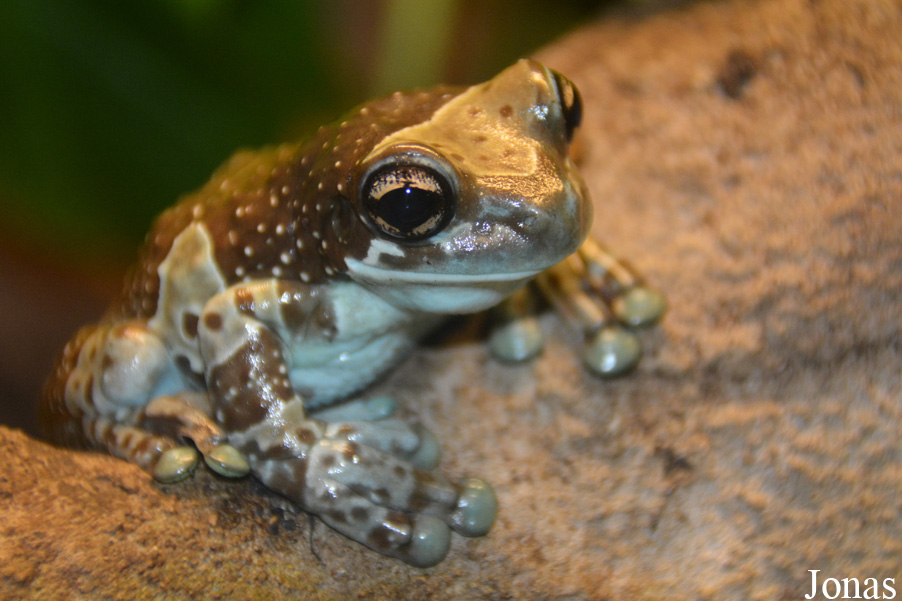 Trachycephalus resinifictrix