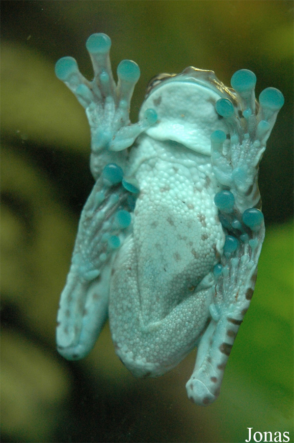 Trachycephalus resinifictrix
