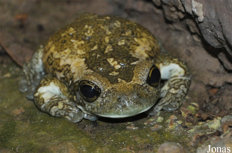Trachycephalus venulosus