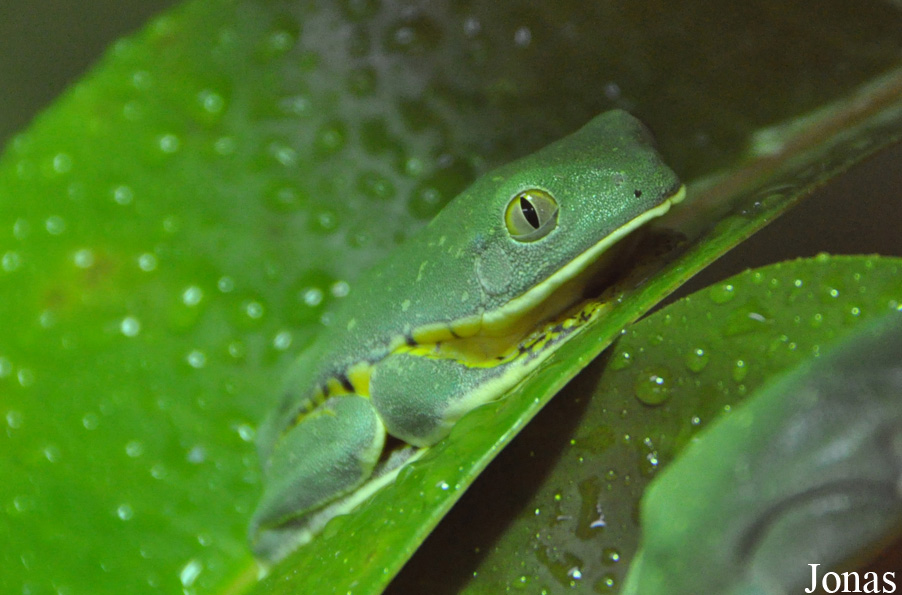 Cruziohyla calcarifer