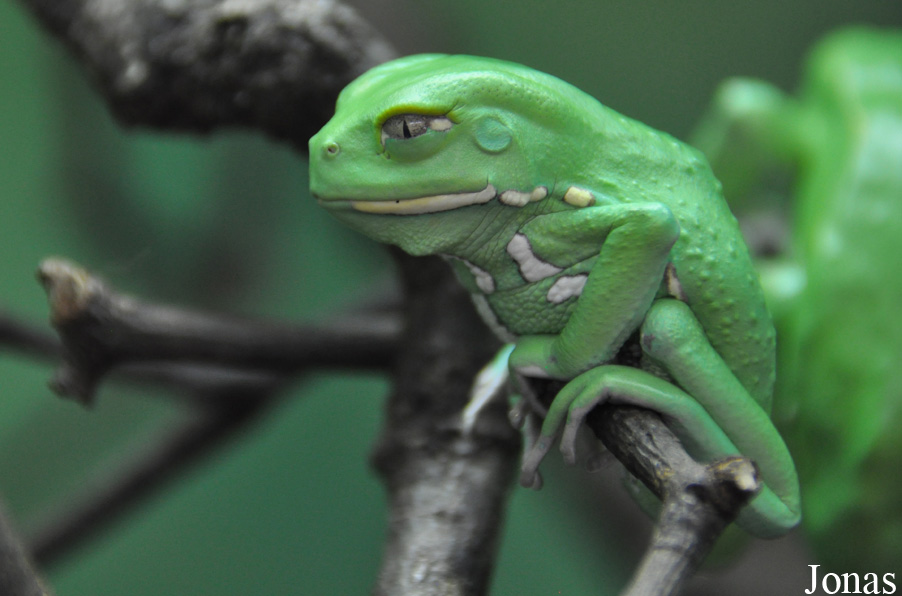 Phyllomedusa sauvagii