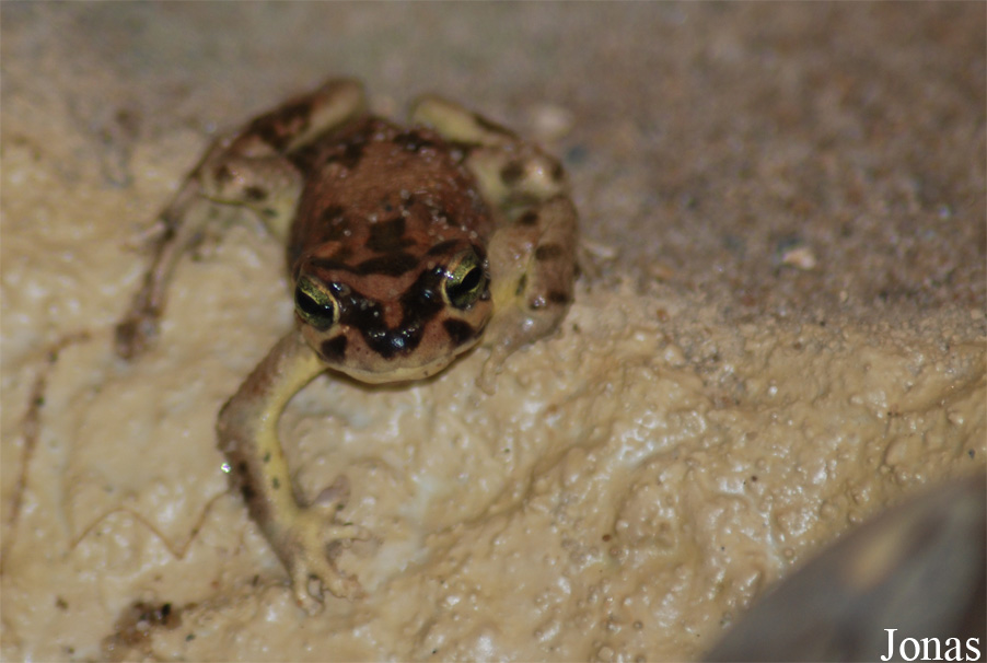 Hyperolius sp.