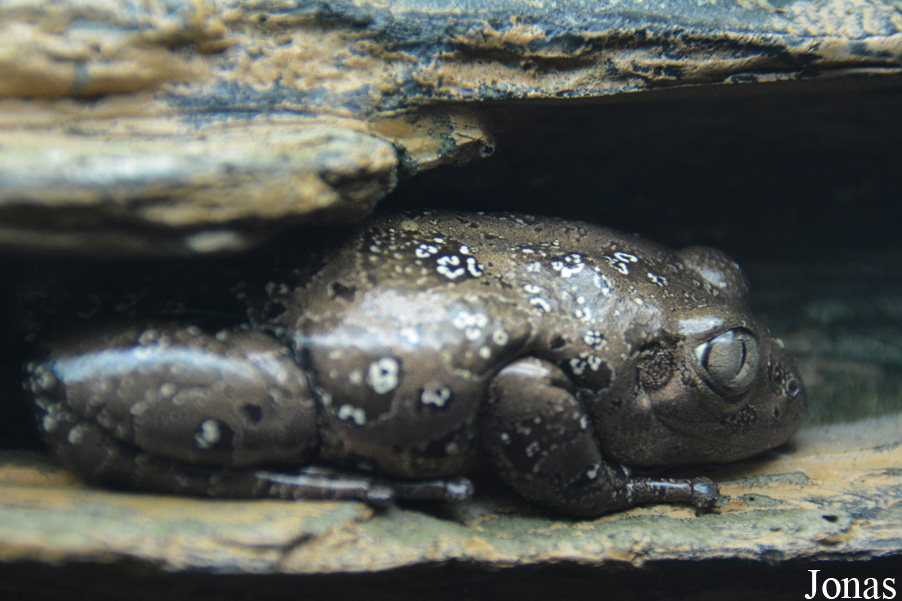 Kassina maculata