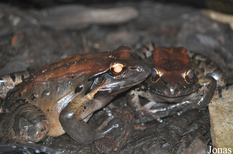 Leptodactylus fallax