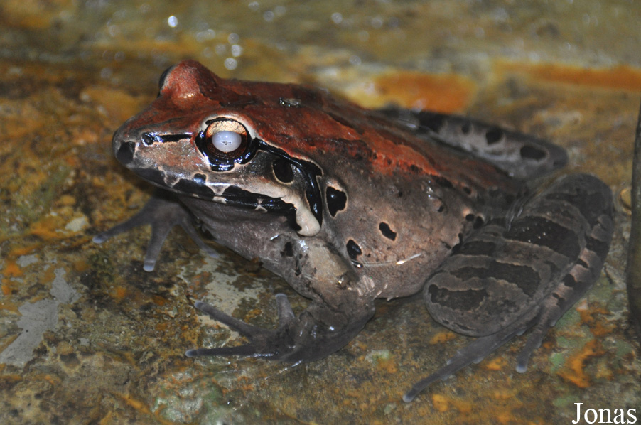 Leptodactylus fallax