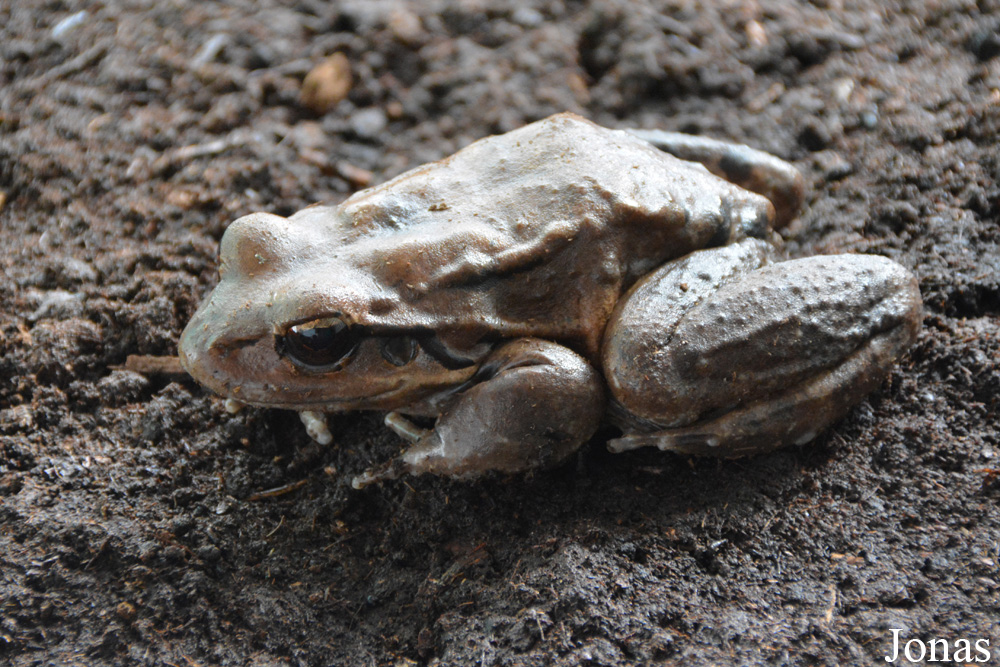Leptodactylus fallax