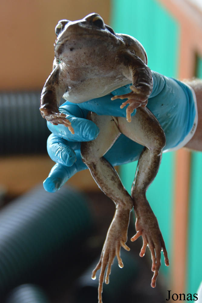 Leptodactylus fallax