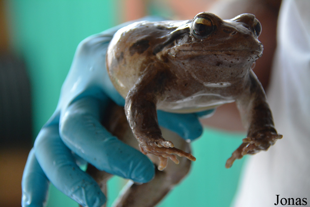 Leptodactylus fallax